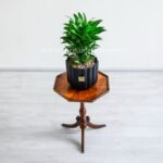 گلدان آپارتمانی دراسنا کامپکت - Image 6