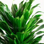 گلدان آپارتمانی دراسنا کامپکت - Image 4