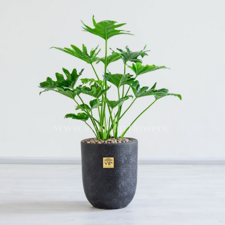 گلدان برگ انجیری زیبا است.