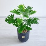 گیاه برگ انجیری برای هر فضایی مناسب است.