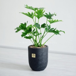 گلدان برگ انجیری زیبایی خاصی دارد.