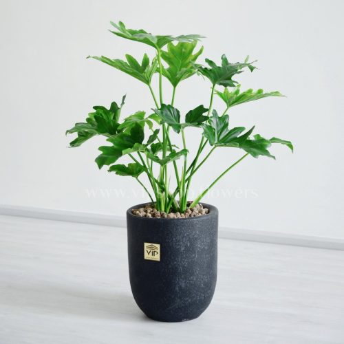 گلدان برگ انجیری زیبایی خاصی دارد.