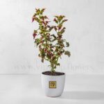 خرید آنلاین گل حسن یوسف تایلندی