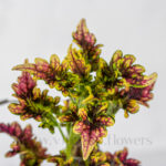 خرید آنلاین گل حسن یوسف تایلندی