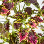 خرید آنلاین گل حسن یوسف تایلندی