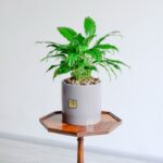 گلدان آپارتمانی اسپاتی فیلوم روی میز