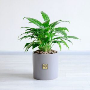 گلدان آپارتمانی اسپاتی فیلوم