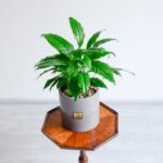 خرید گلدان اسپاتی فیلوم