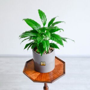 خرید گلدان اسپاتی فیلوم