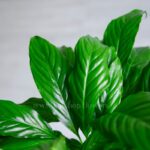 قیمت گلدان اسپاتی فیلوم