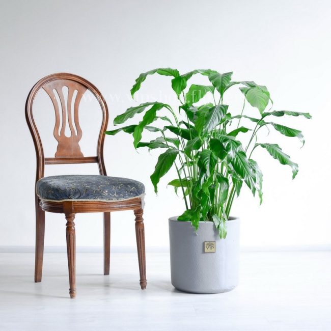 ابعاد اسپاتی فیلوم در مقایسه با صندلی بزرگ است.