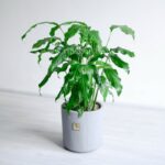 اسپاتی فیلوم بزرگ از هر نمایی جذاب است.