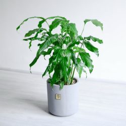 اسپاتی فیلوم بزرگ از هر نمایی جذاب است.