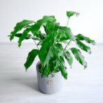 اسپاتی فیلوم بزرگ از بالا زیباست.