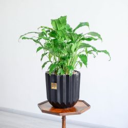 اسپاتی فیلوم گیاهی برای مناطق مختلف است.
