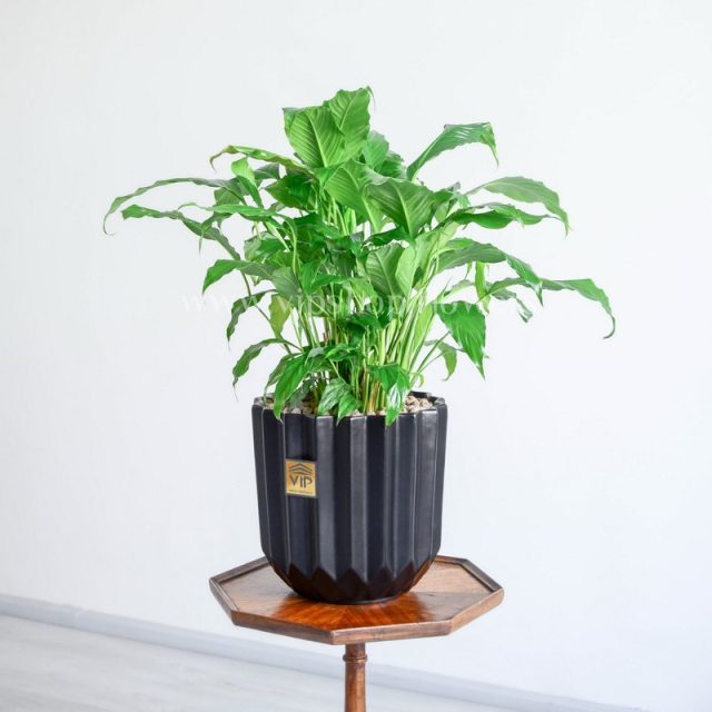 اسپاتی فیلوم گیاهی برای مناطق مختلف است.
