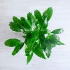 اسپاتی فیلوم متوسط از کنار زیباست.