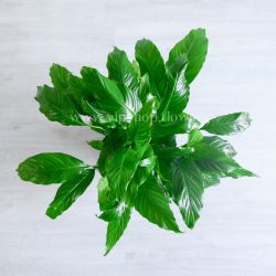 اسپاتی فیلوم متوسط از کنار زیباست.
