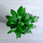 اسپاتی فیلوم متوسط گل می‌دهد.