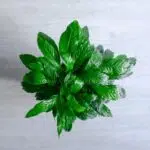 اسپاتی فیلوم متوسط گل می‌دهد.