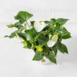 گل آنتوریوم سفید