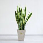 سانسوریا بالق پر طرفدار است.