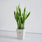 سانسوریا ابلق بزرگ زیباست.