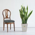 سانسوریا ابلق بزرگ با شکوه است.