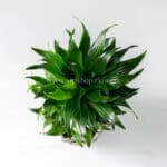 گلدان آپارتمانی دراسنا کامپکت- گلفروشی آنلاین VIP Shop