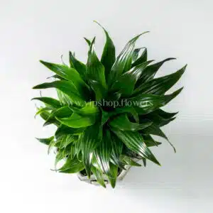گلدان آپارتمانی دراسنا کامپکت- گلفروشی آنلاین VIP Shop
