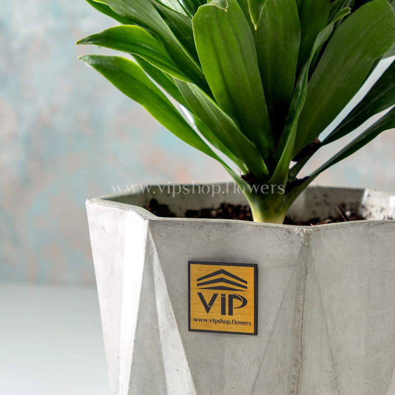 گلدان آپارتمانی دراسنا کامپکت- گلفروشی آنلاین VIP Shop