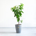 گلدان آپارتمانی بنجامین آمستل بسیار زیباست.