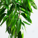 گلدان آپارتمانی بنجامین آمستل از دید بالا