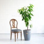 گلدان آپارتمانی بنجامین آمستل یک دیزاین متفاوت