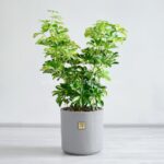 شفلرا ابلق ار گیاهان زیبا است.