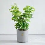 شفلرا ابلق ار گیاهان زیبا است.