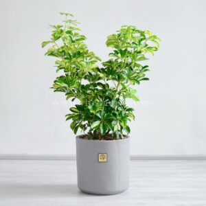 شفلرا ابلق ار گیاهان زیبا است.