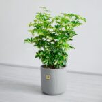 گلدان شفلرا ابلق دو رنگ است.