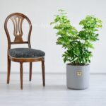 ابعاد شفلرا ابلق بزرگ و مناسب است.