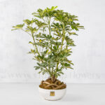 گلدان آپارتمانی شفلرا ابلق