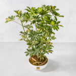 گلدان آپارتمانی شفلرا ابلق