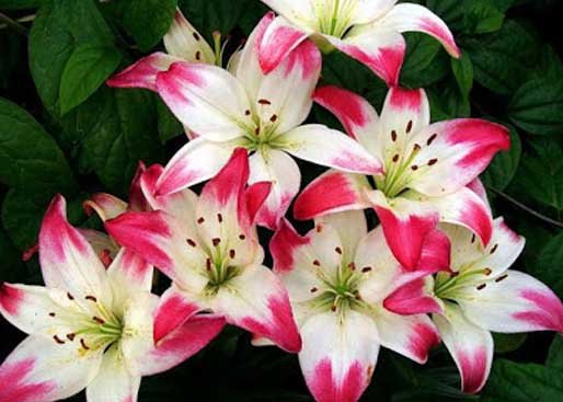 مشخصات گل لیلیوم | همه چیز درباره گل لیلیوم یا گل سوسن | Lilium flower profile