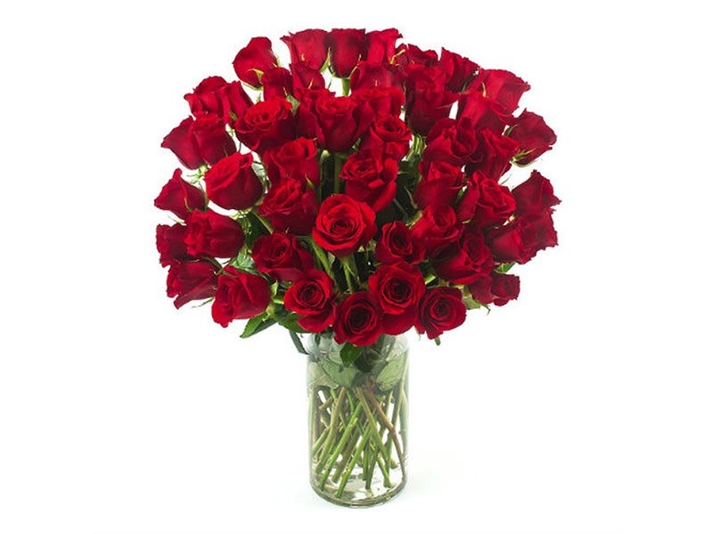 گل رز هلندی