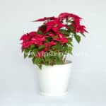 گلدان آپارتمانی بنت قنسول (کد 001)