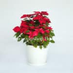 گلدان آپارتمانی بنت قنسول (کد 001)