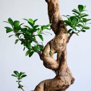 تنه بونسای فیکوس اس زیبا است.