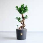 بونسای فیکوس اس