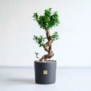 بونسای فیکوس اس