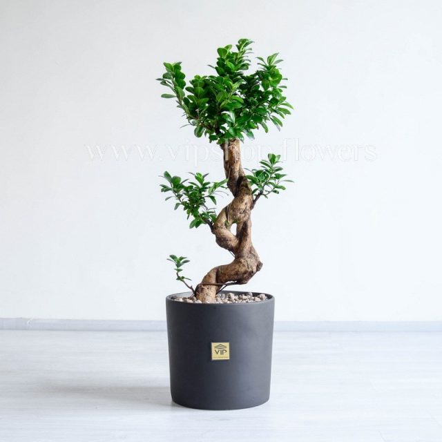 بونسای فیکوس اس