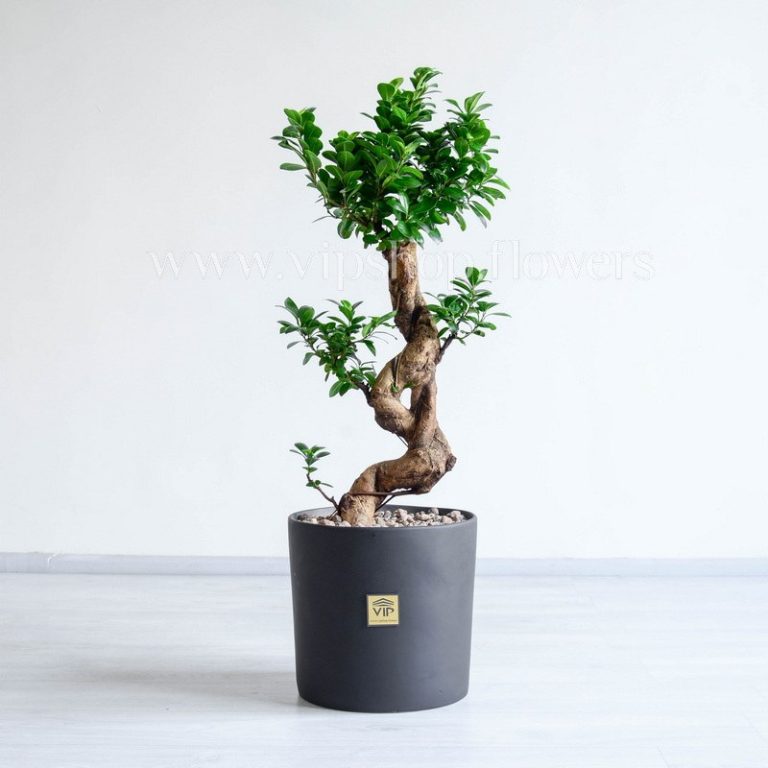 بونسای فیکوس اس